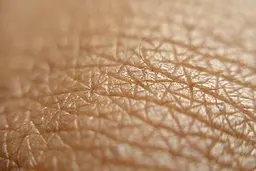  پوست آزمایشگاهی با قابلیت رویش مو ابداع شد