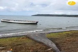  دلفین و وال در جزیره موریس تلف شدن +(تصاویر) 