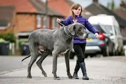جراحی زیبایی حیوانات خانگی در ایران! | صاحبان بین ۲ تا ۲۰ میلیون تومان خرج  میکنند!