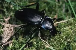 سوسک‌های سیاه به اطراف تهران هجوم آوردند