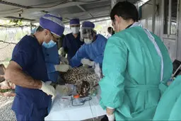 بازگشت دلبر و کوشکی به توران تحت تدابیر ویژه پزشکی!