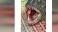 گرگ ماهی که گوشت میخورد + ویدئو