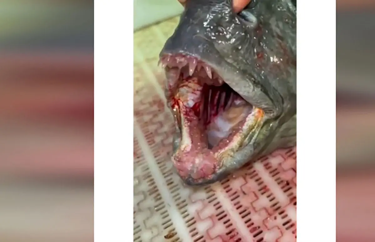 گرگ ماهی که گوشت میخورد + ویدئو