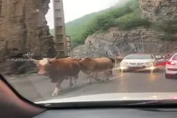 عبور عجیب یک گله گاو از شمال تا تهران | گاوها جاده‌ی شمال را اشغال کردند!+ویدئو 