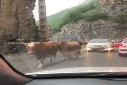 قطار با گاو تلفات و خسارات به بار آورد +ویدیو