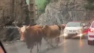 عبور عجیب یک گله گاو از شمال تا تهران | گاوها جاده‌ی شمال را اشغال کردند!+ویدئو 