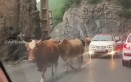عبور عجیب یک گله گاو از شمال تا تهران | گاوها جاده‌ی شمال را اشغال کردند!+ویدئو 