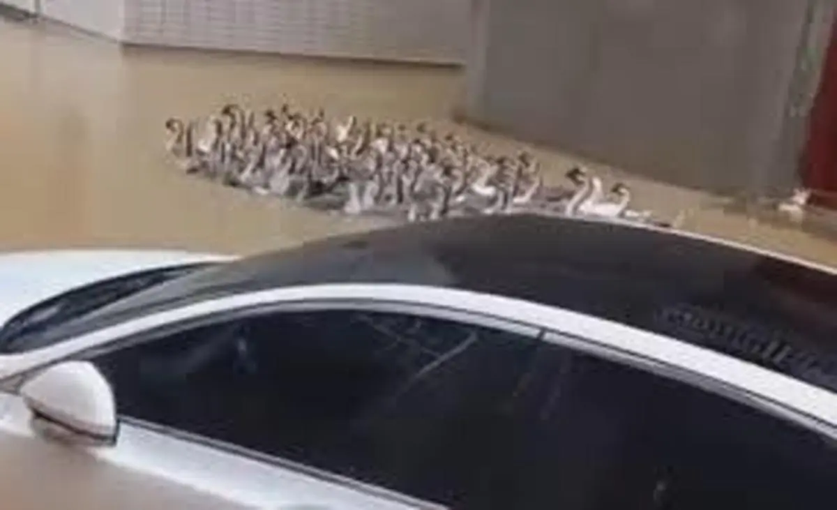 شناور شدن اردک‌ها پس از سیل در ویتنام | جریان گل‌آلود اردک‌ها را به ساحل کشاند +ویدیو