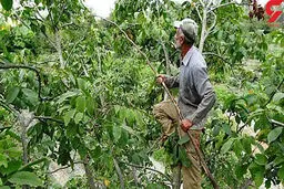 مرگ هولناک 3 مرد در حادثه گردو تکانی | 73 نفر راهی بیمارستان شدند