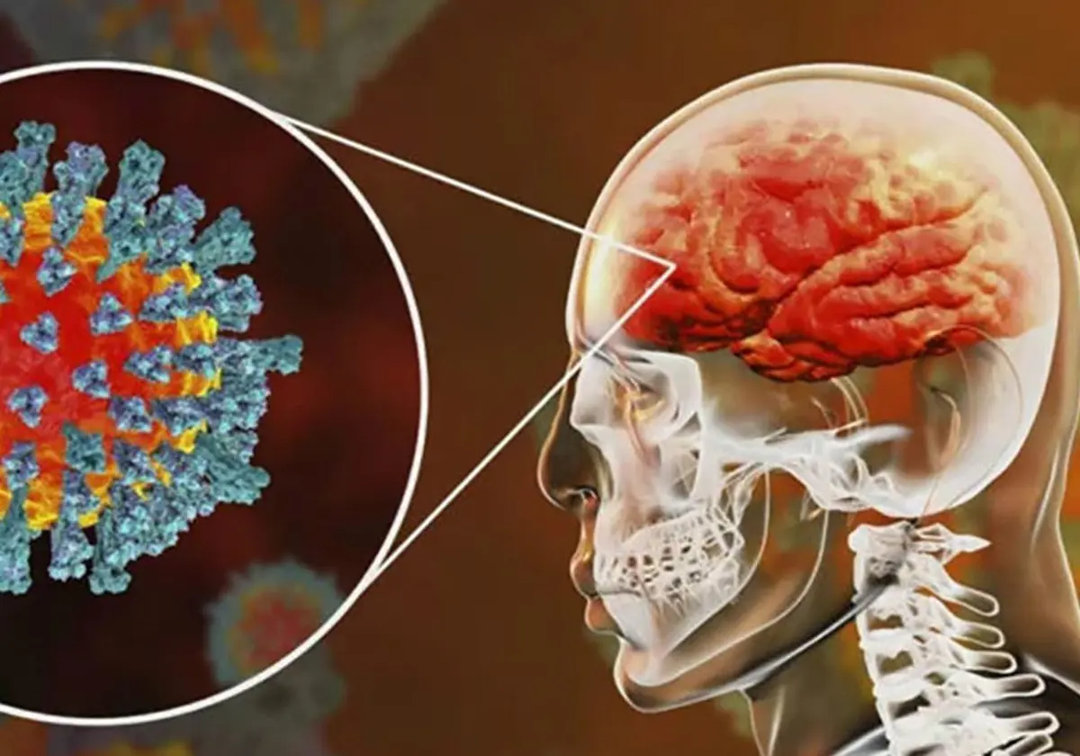 ویروس کرونا به داخل بافت مغز هم می رود!
