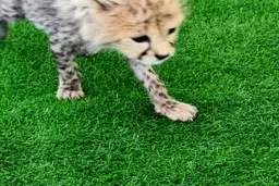 وضعیت آخرین توله یوزپلنگ ایرانی | پیروز به مرحله‌‌ی مرغ خوردن رسید!