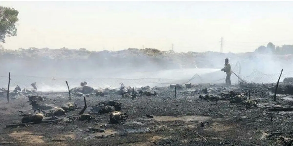 آتش سوزی غم انگیز یک دامداری | 150 گوسفند جزغاله شدند