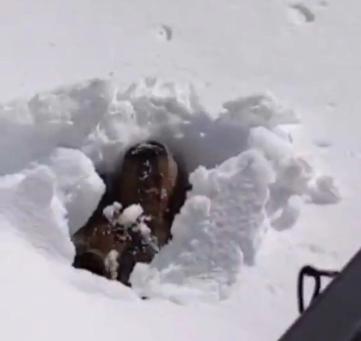 لحظه جالب بیدار شدن یک خرس از خواب زمستانی+ویدئو 