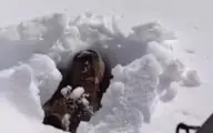 لحظه جالب بیدار شدن یک خرس از خواب زمستانی+ویدئو 