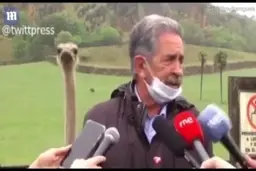 کنجکاوی شترمرغ پشت سر سیاستمدار اسپانیایی سوژه رسانه‌ها شد+فیلم