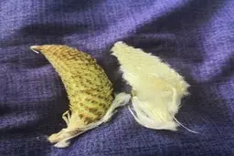 راه حل پایدار سازگاری با کم آبی، نگاه به ظرفیت‌های فراموش شده
