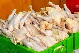  نرخ مصوب تخم مرغ  و هر کیلو مرغ زنده درب مرغداری‌ها ابلاغ شد