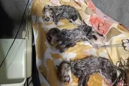 محیط زیست: فرزندان یوز ایرانی با مشارکت مردم نام‌گذاری می‌شوند