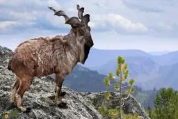 بازگشت باشکوه بز کوهی اروندان به البرز پس از دو قرن!