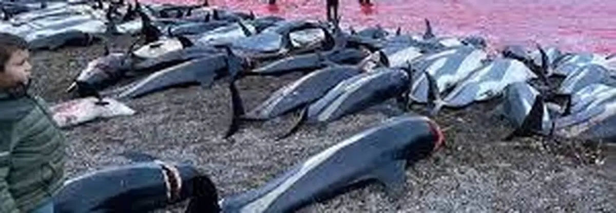 کشتار صدها دلفین در جزایر "فارو" در دانمارک +عکس
