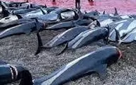  کشتار صدها دلفین در جزایر "فارو" در دانمارک +عکس
