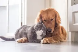 چگونه بفهمیم حیوانات چه احساساتی دارند؟