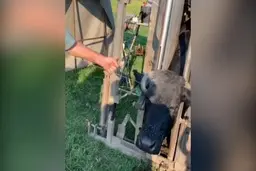 نجات گاوی که شاخش در سرش گیر کرده!+ویدئو