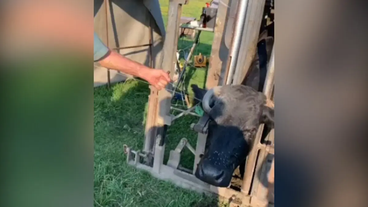 نجات گاوی که شاخش در سرش گیر کرده!+ویدئو