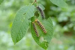 فواید عجیب و باورنکردنی خوردن کرم ابریشم که نمی‌دانستید!