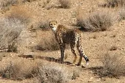 سازمان حفاظت محیط زیست : یک یوز ماده با چهار قلاده توله یوز در منطقه محافظت شده توران مشاهده شد!