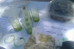  قارچ سمی| کشف قارچ سمی شبیه مخدر درغرب تهران + عکس 