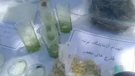  قارچ سمی| کشف قارچ سمی شبیه مخدر درغرب تهران + عکس 