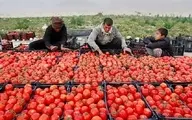 رییس اتحادیه بارفروشان: گرانی رب ربطی به گرانی گوجه ندارد