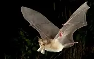 افزایش خطر خفاش‌ های ناقلِ بیماری برای انسان 