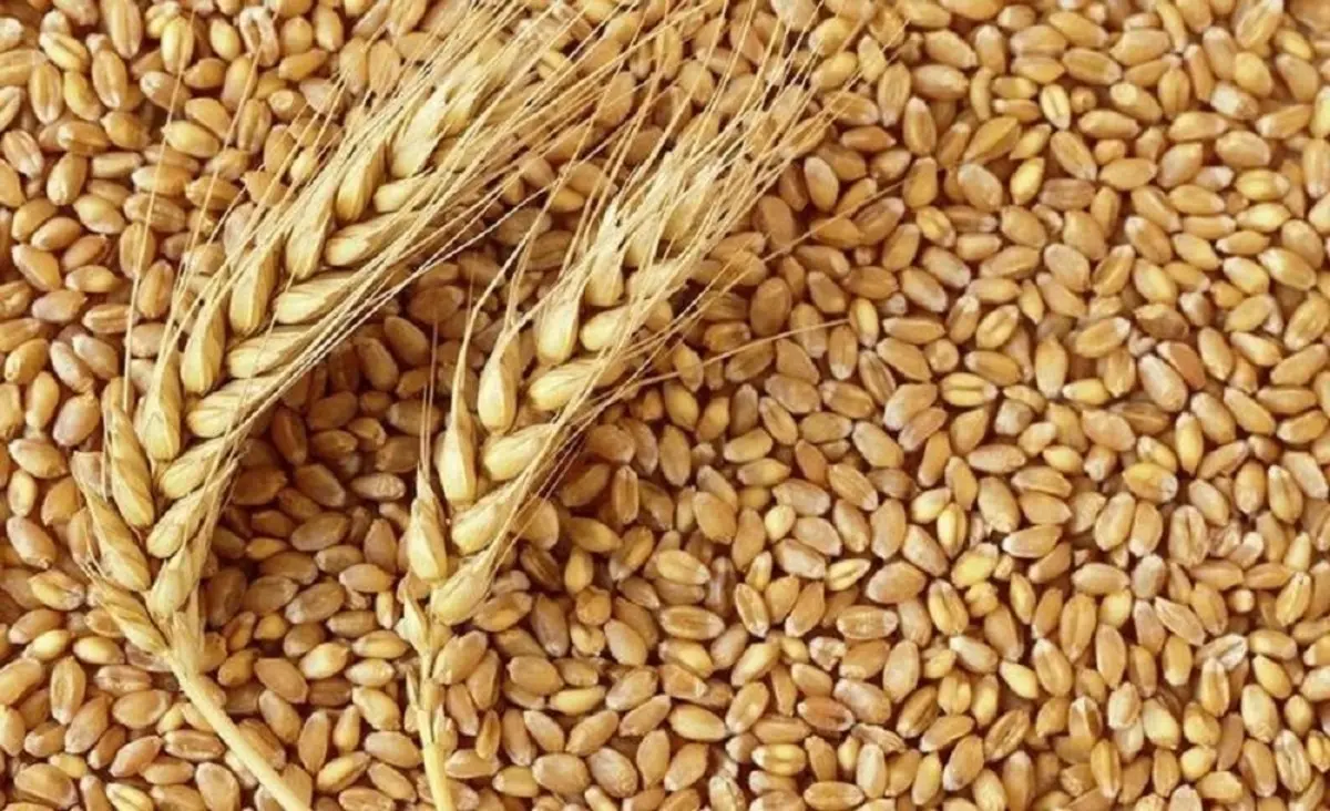 افشاگری علیه برخی تولیدکنندگان ماکارونی: آرد را به قیمت رایانه می‌گرفتند و محصول را به خارج می‌فروختند! + ویدئو 