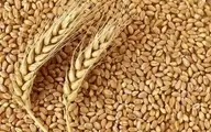 افشاگری علیه برخی تولیدکنندگان ماکارونی: آرد را به قیمت رایانه می‌گرفتند و محصول را به خارج می‌فروختند! + ویدئو 