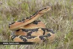 داستان ۵ مار منحصربه‌فرد ایران

