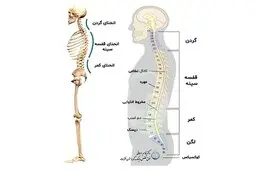 انجام چه کارهایی ستون فقرات را نابود میکند؟