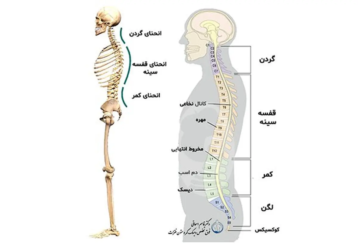 انجام چه کارهایی ستون فقرات را نابود میکند؟