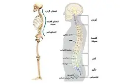 انجام چه کارهایی ستون فقرات را نابود میکند؟