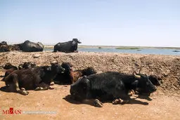 چهار درصد از "هورالعظیم" در ۵ روز گذشته خشک شد