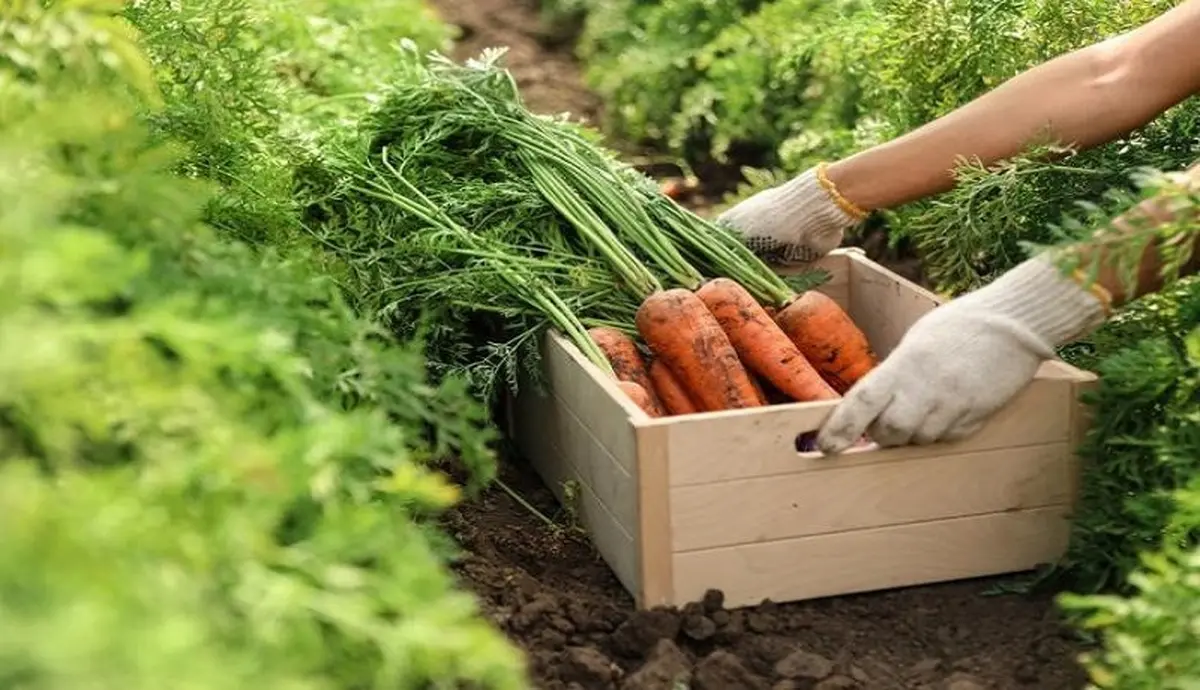 قیمت هویج در بازار روند نزولی پیدا کرد