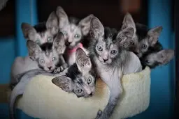  تصاویری از گربه های نژاد لیکوی که ظاهری شبیه به گرگینه های افسانه ای دارند.