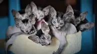  تصاویری از گربه های نژاد لیکوی که ظاهری شبیه به گرگینه های افسانه ای دارند.