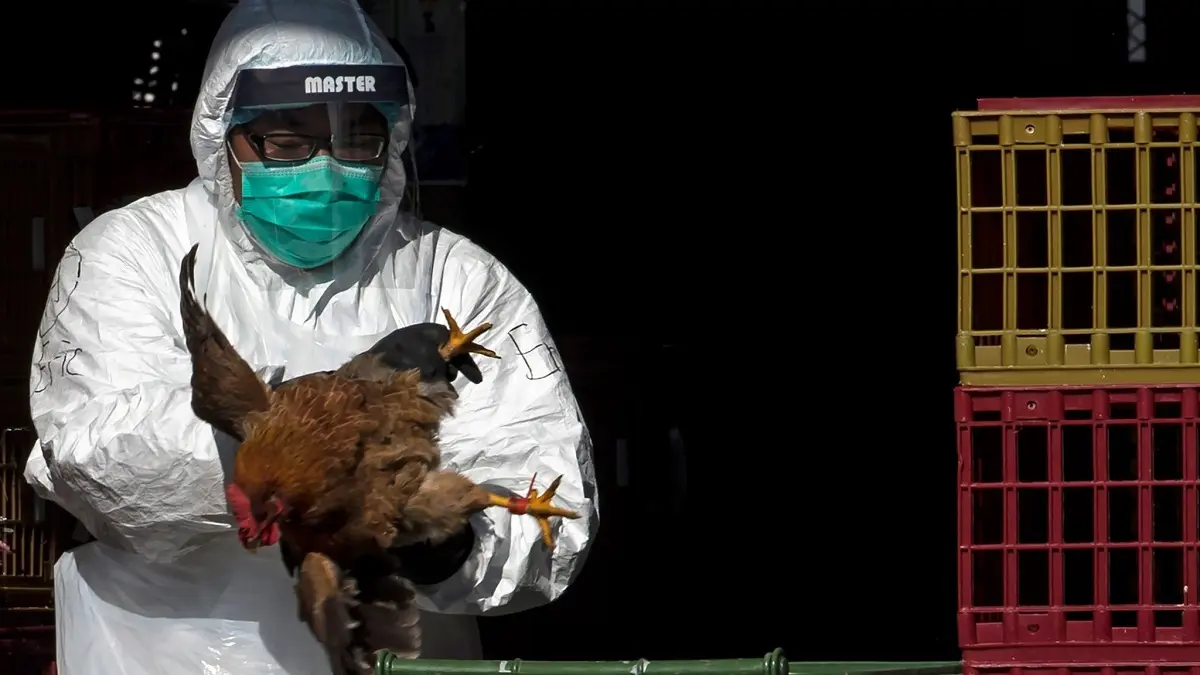 آشنایی با علائم غالب ابتلا به آنفلوانزای پرندگان H5N1