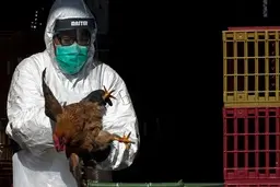 آشنایی با علائم غالب ابتلا به آنفلوانزای پرندگان H5N1