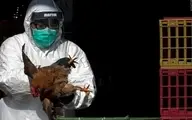 شناسایی دومین فرد مبتلا به آنفولانزای پرندگان در آمریکا | ویروس H5N1 چیست و آیا باید درباره آن نگران بود؟