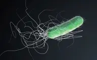 کنسرت میکروارگانیسم‌ها: صدای باکتری، ریزترین موجود زنده جهان را بشنوید!+ویدئو 