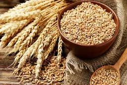 چشم‌انداز غلات در ایران و جهان
