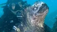 کشف یک موجود دریایی شبیه به «گودزیلا»!+ویدئو